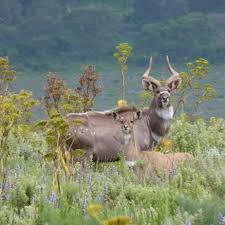 Bale Mountains Trekking
