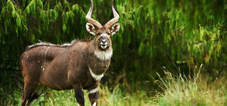Niyala in Bale Mountains