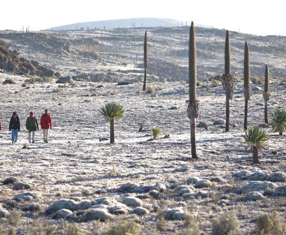 Bale Mountains Senate Plateau
